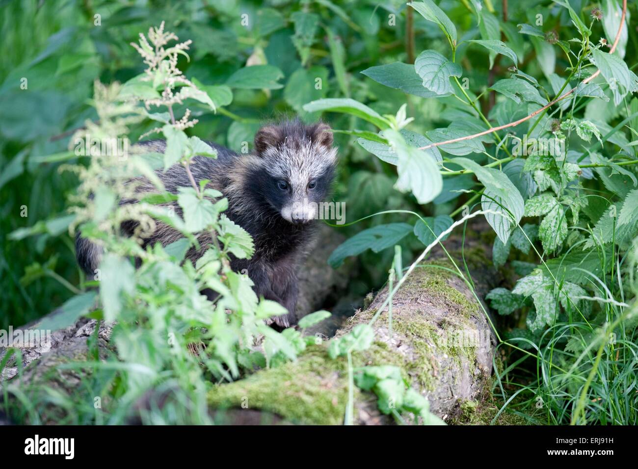 junger Marderhund Stockfoto