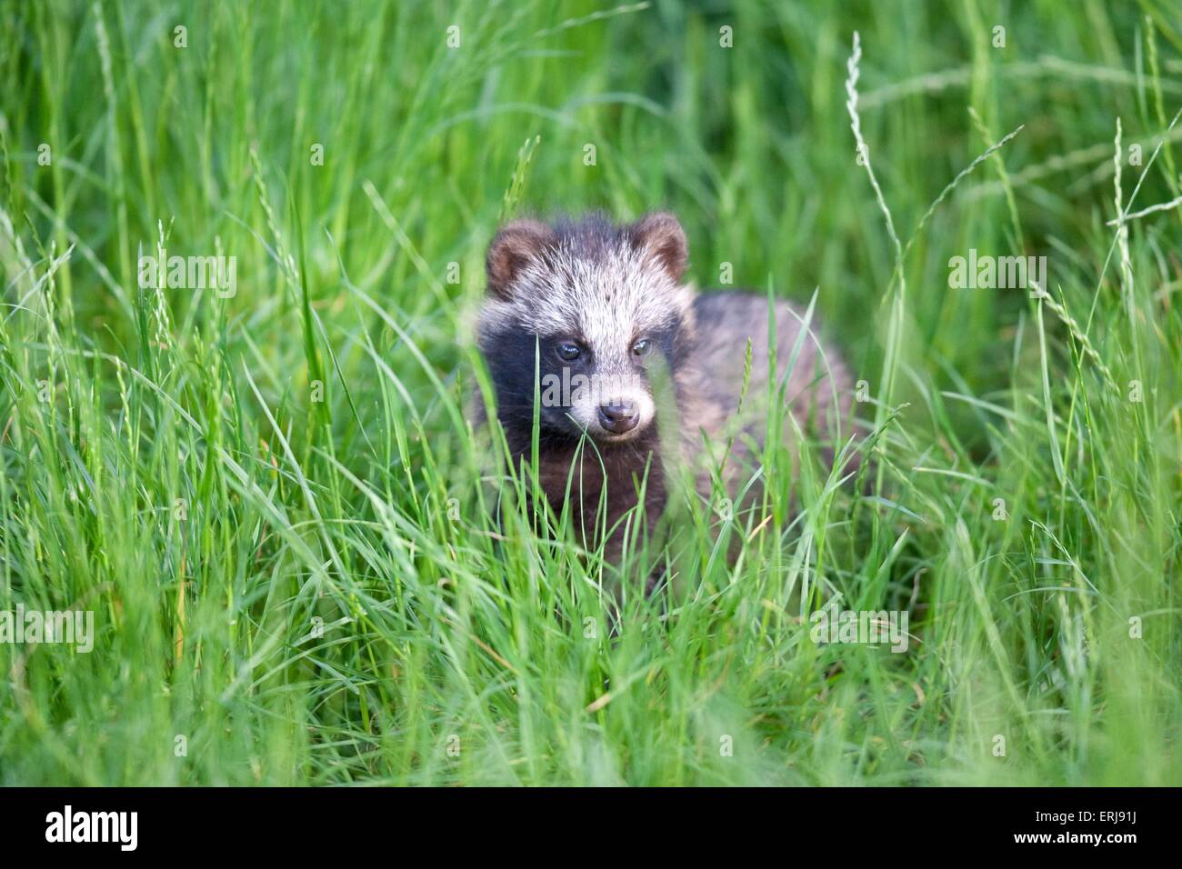 junger Marderhund Stockfoto