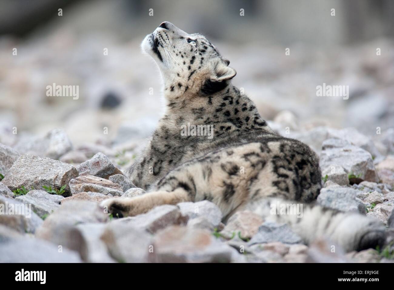 Snow leopard Stockfoto