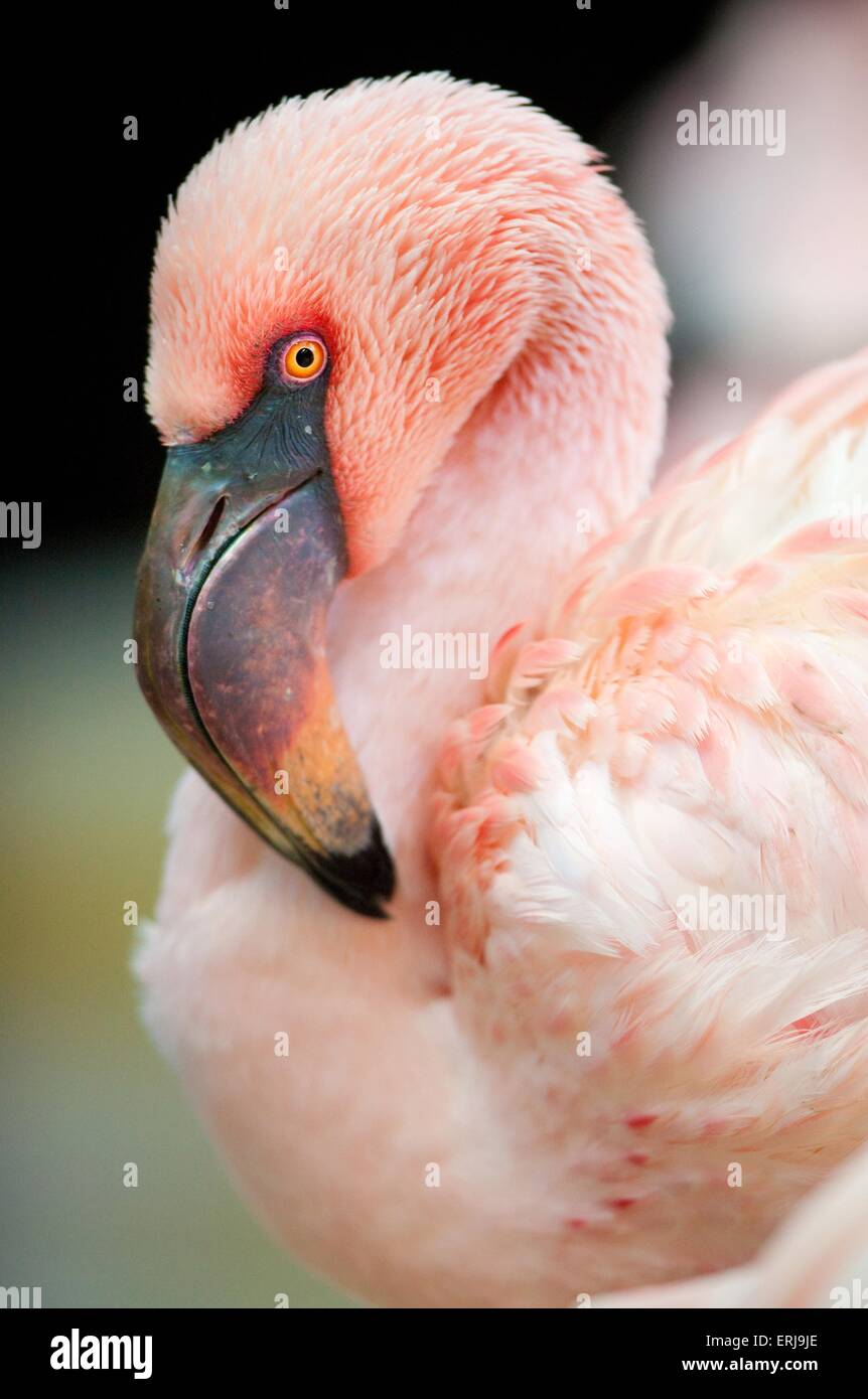 Flamingo Stockfoto