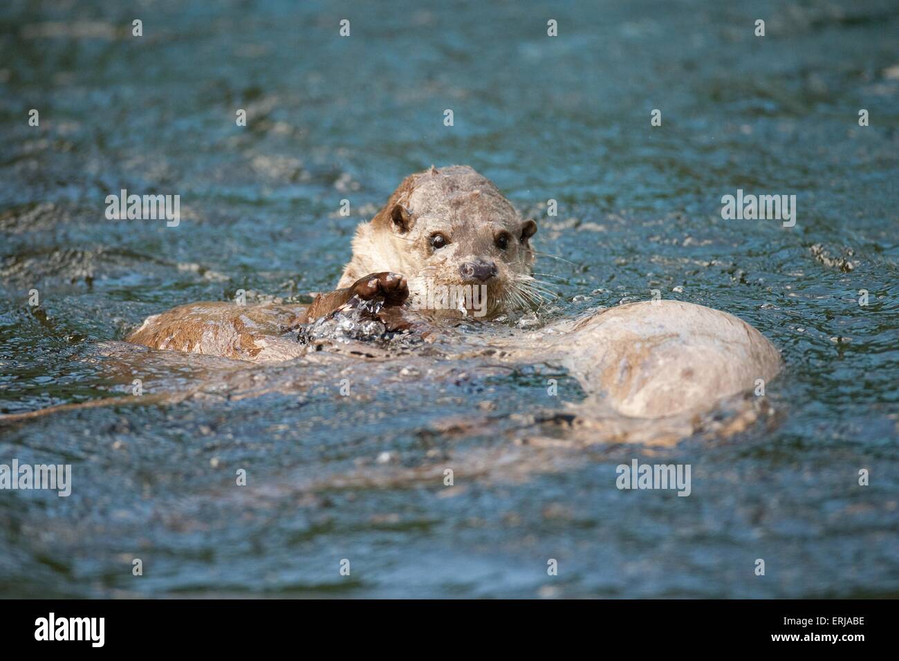 Seeotter Tauchend Fotos Und Bildmaterial In Hoher Aufl sung Alamy seeotter-tauchend-fotos-und-bildmaterial-in-hoher-aufl-sung-alamy
