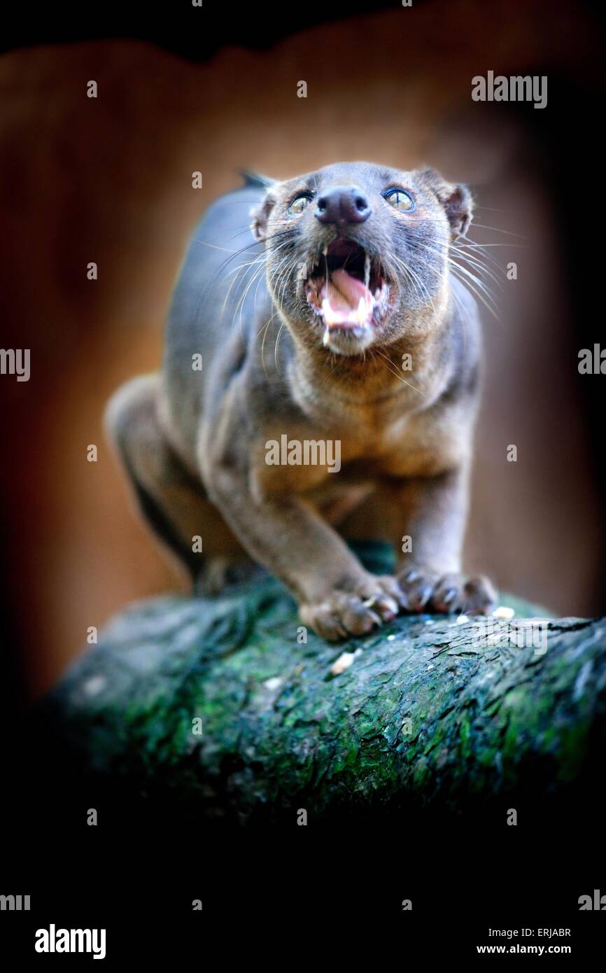 Fossa Stockfoto