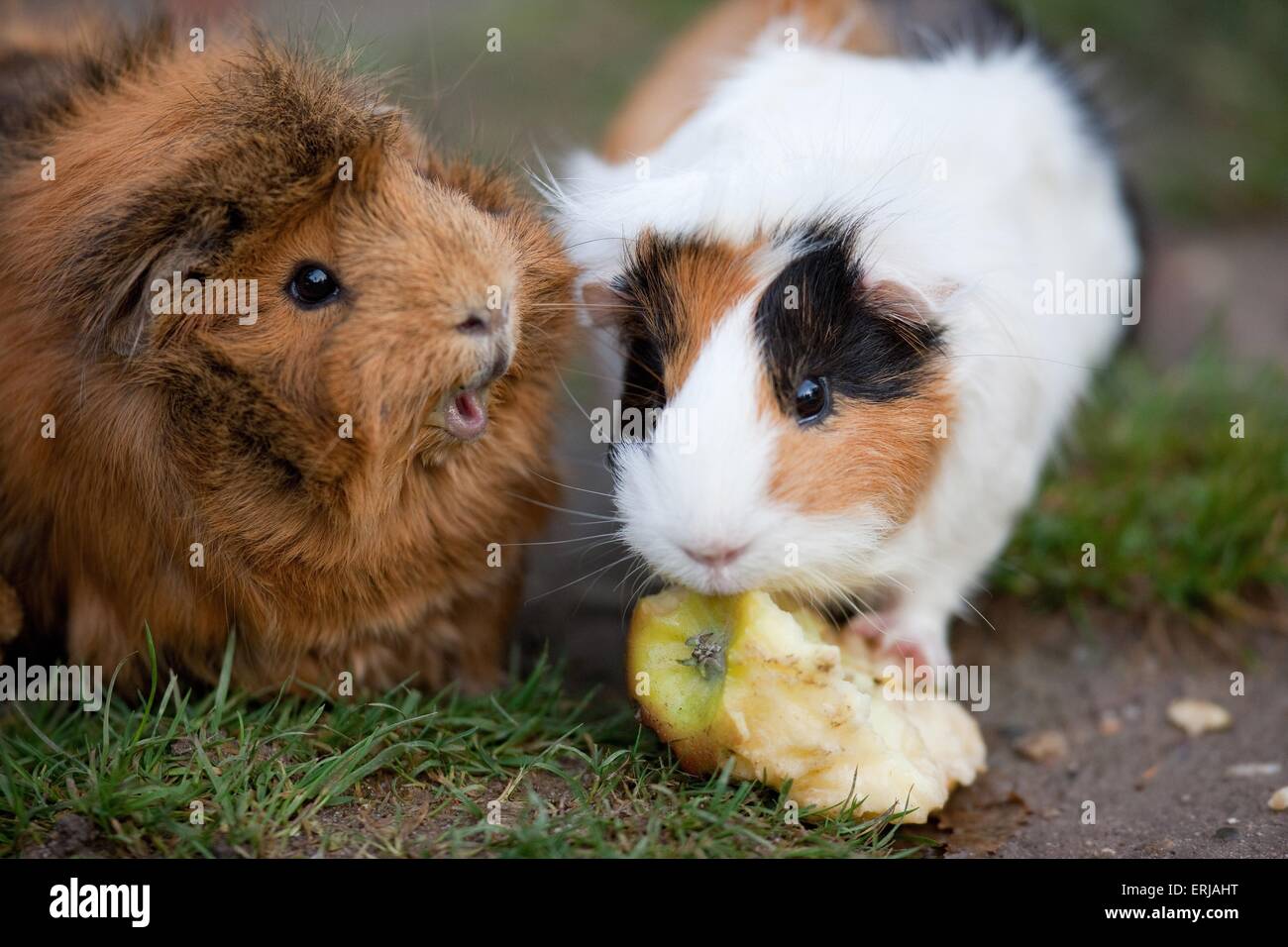 Meerschweinchen Stockfoto