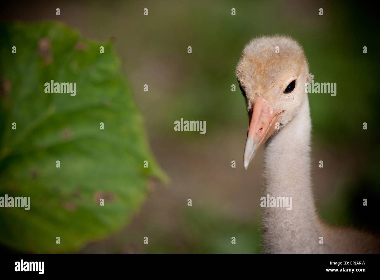 Stilicho Kran Stockfoto