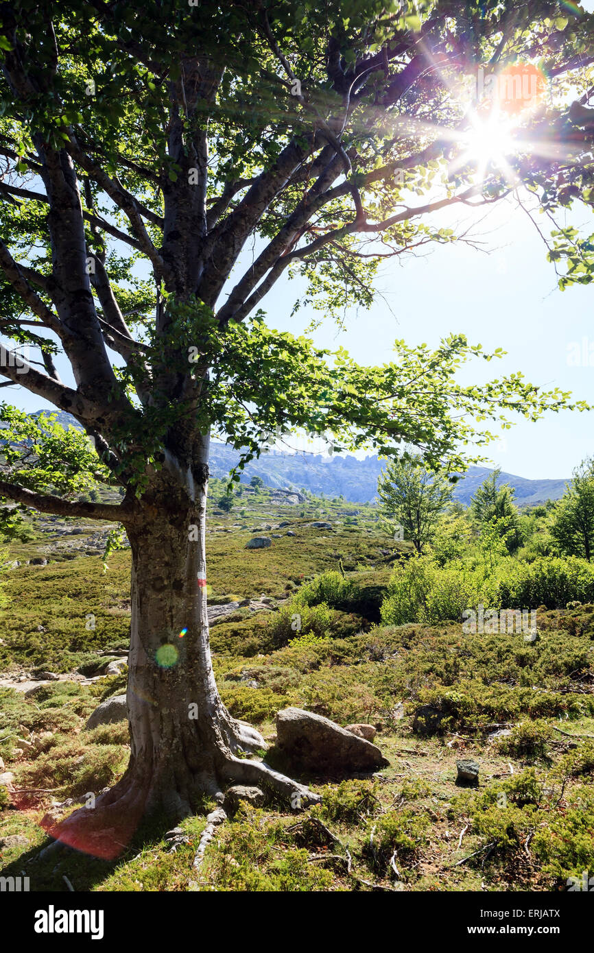 Magische Baum Sonnenuntergang in inspirierende Berge Landschaft. Wandern Wanderweg Schild auf Baum mit Sonnenlicht Sommer Natur auf Weg in Corsi Stockfoto