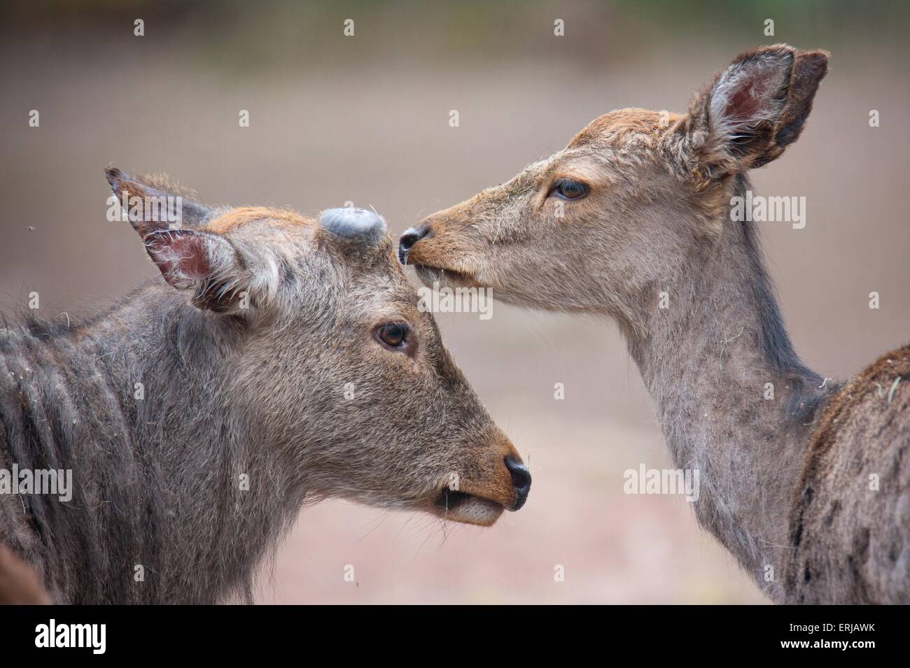 Sika-Hirsch Stockfoto