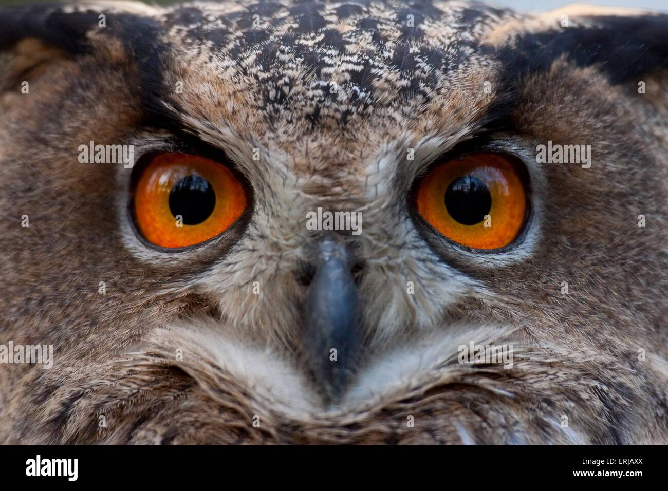 Uhu Stockfoto
