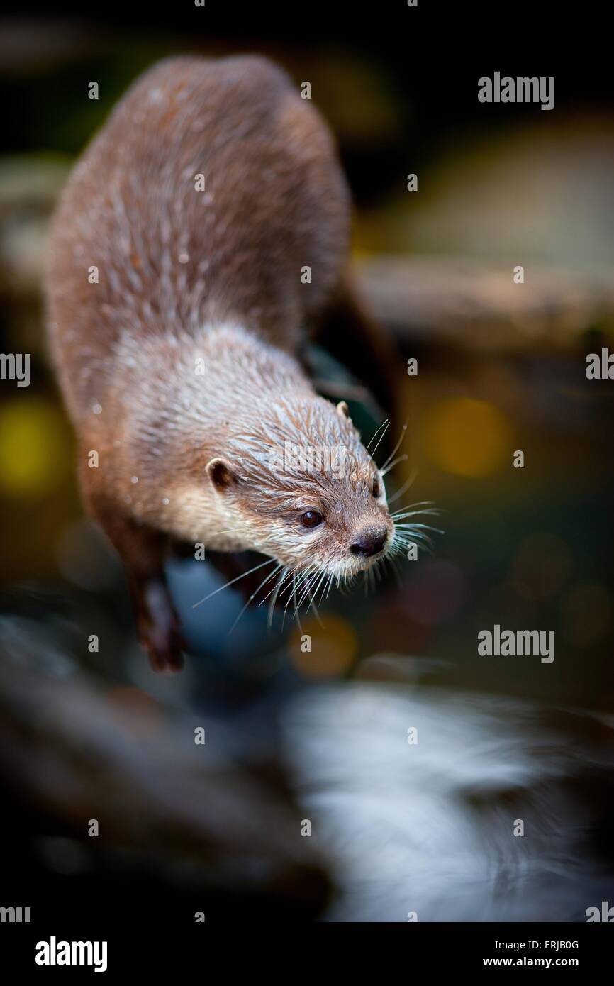 orientalische kleine krallte otter Stockfoto