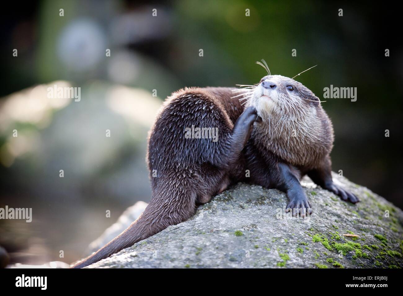 orientalische kleine krallte otter Stockfoto