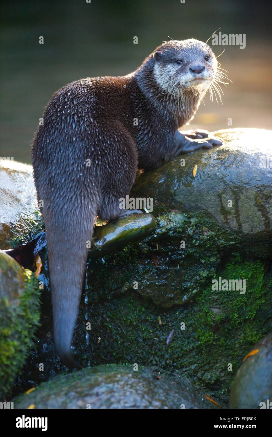 orientalische kleine krallte otter Stockfoto