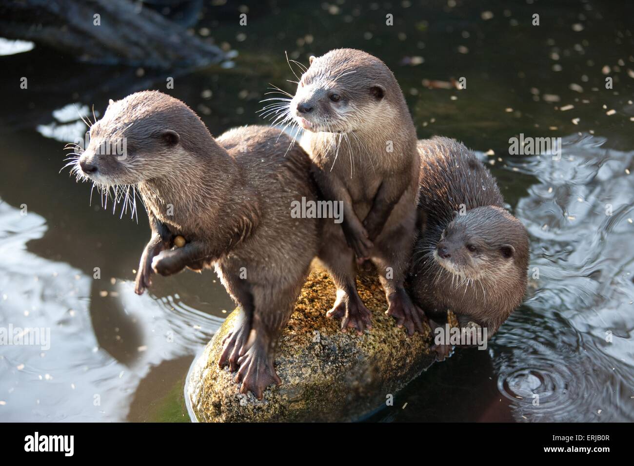 orientalische kleine krallte Otter Stockfoto