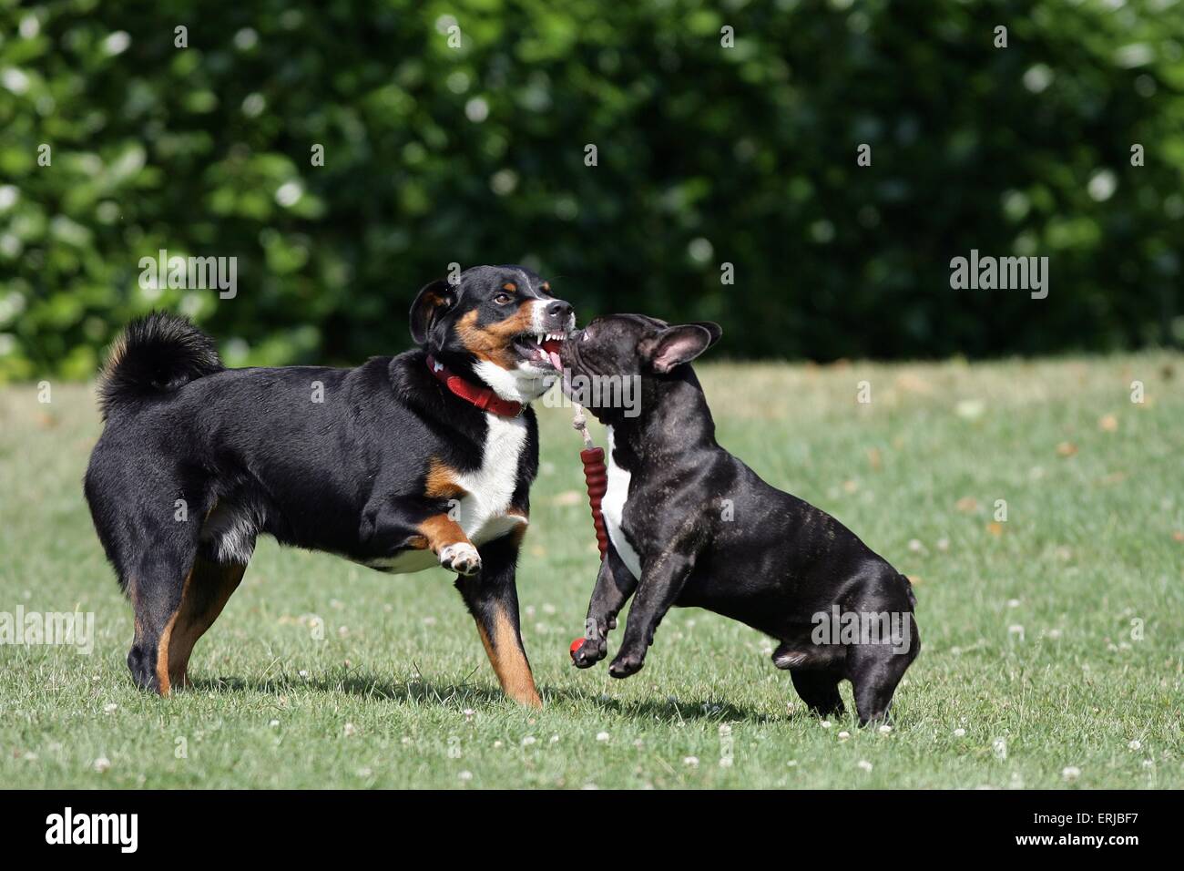 Appenzeller Sennenhund und französische Bulldogge Stockfoto