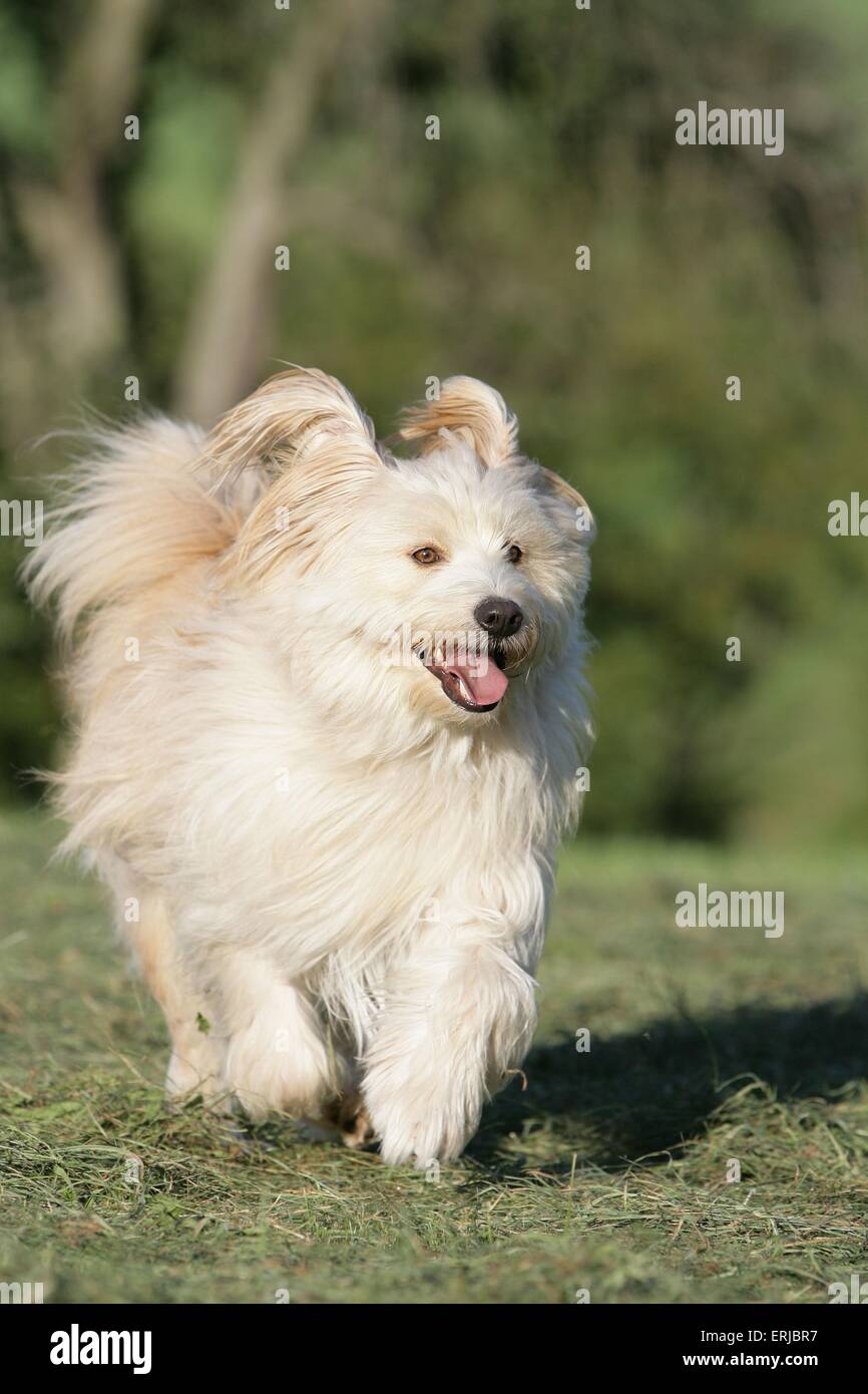 Mongrel läuft Stockfoto