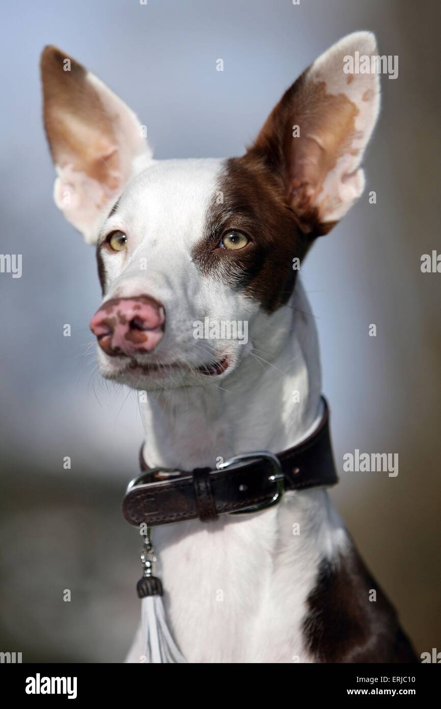 Podenco ibizenkischen Portrait Stockfoto