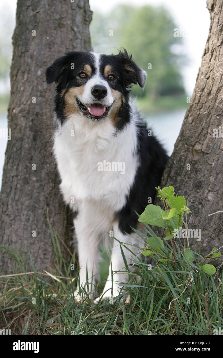 Australian Shepherd Stockfoto