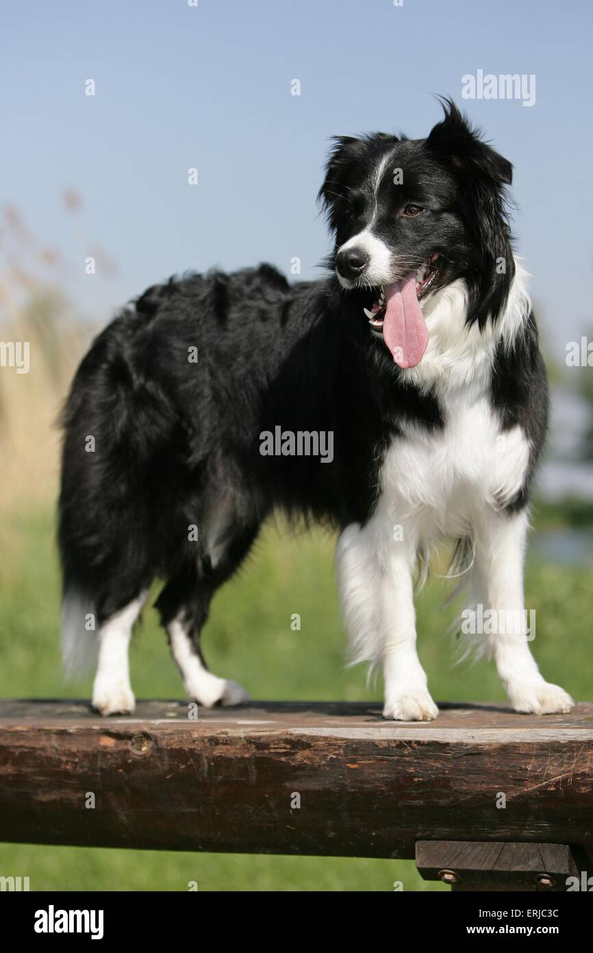 Border Collie Stockfoto