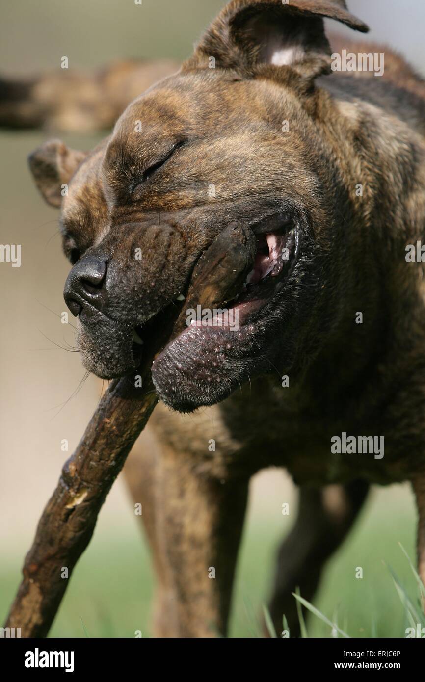 Olde English Bulldogge Stockfoto