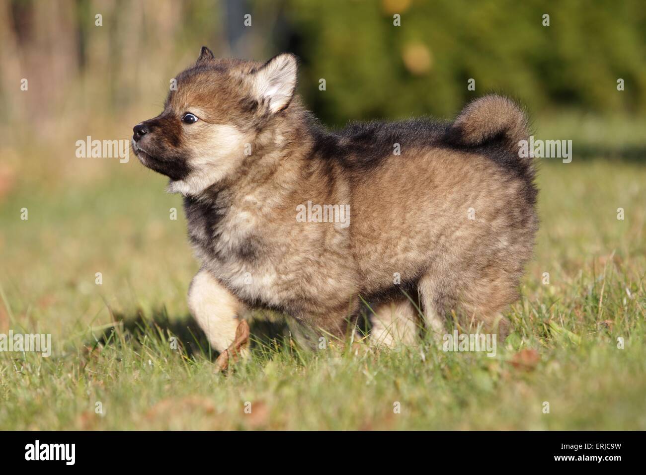Eurasier Welpen Stockfoto