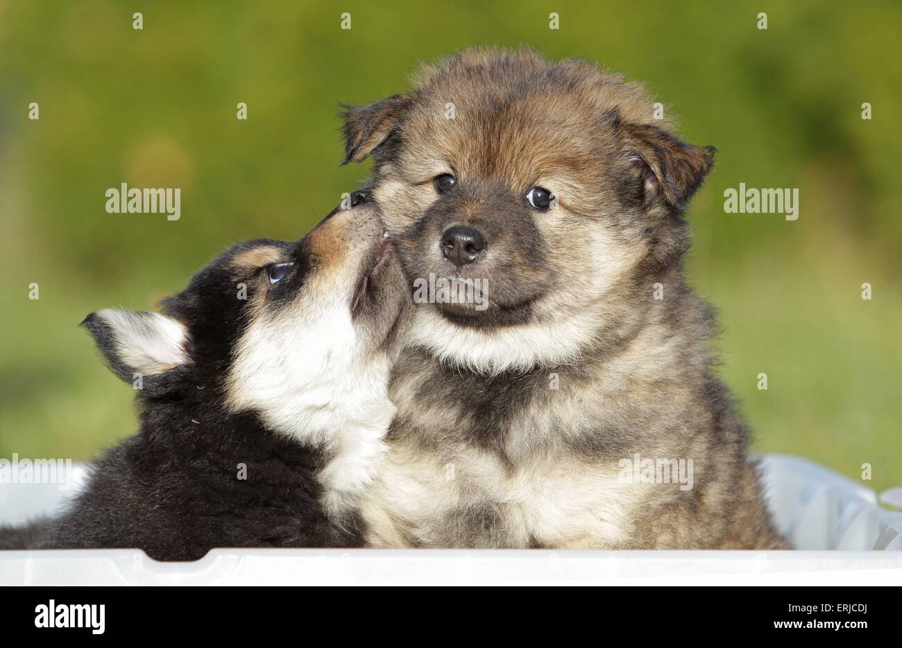 Eurasier Welpen Stockfoto
