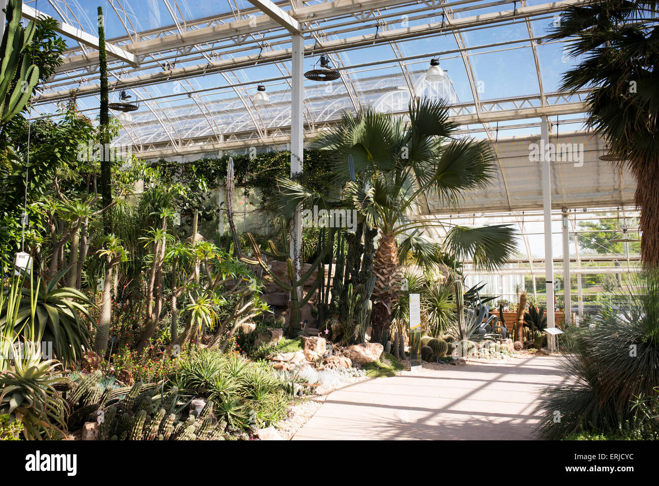Trockenen gemäßigten Zone im Gewächshaus bei RHS Wisley Gardens. Surrey, England Stockfoto