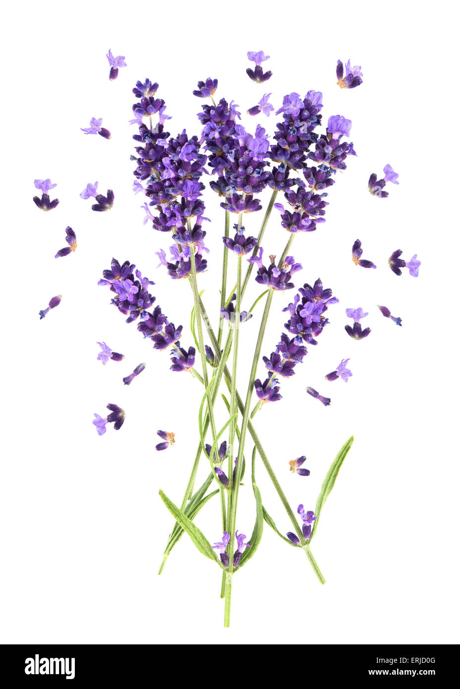 Lavendel Blumen isoliert auf weiss. Frischem provenzalischen Pflanzenblüten Stockfoto