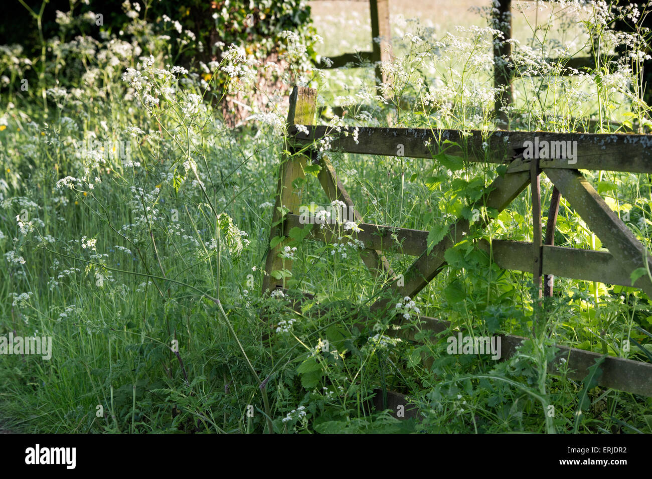 Alten acht bar Holztor Kuh Petersilie in der englischen Landschaft umgeben. Cotswolds, Gloucestershire, England Stockfoto