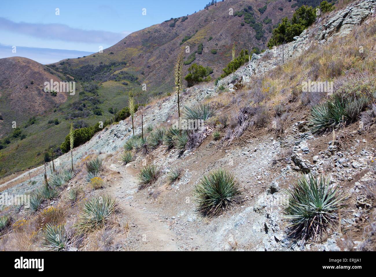 Ansichten aus dem Buckeye-Pfad in der Silver Peak Wildnis von Big Sur, Kalifornien Stockfoto