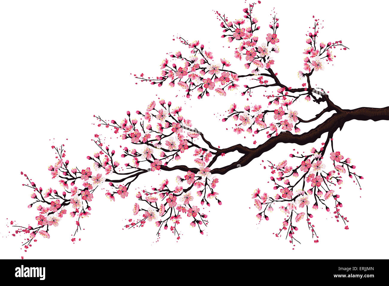 Zweig der blühenden Kirsche Stockfoto