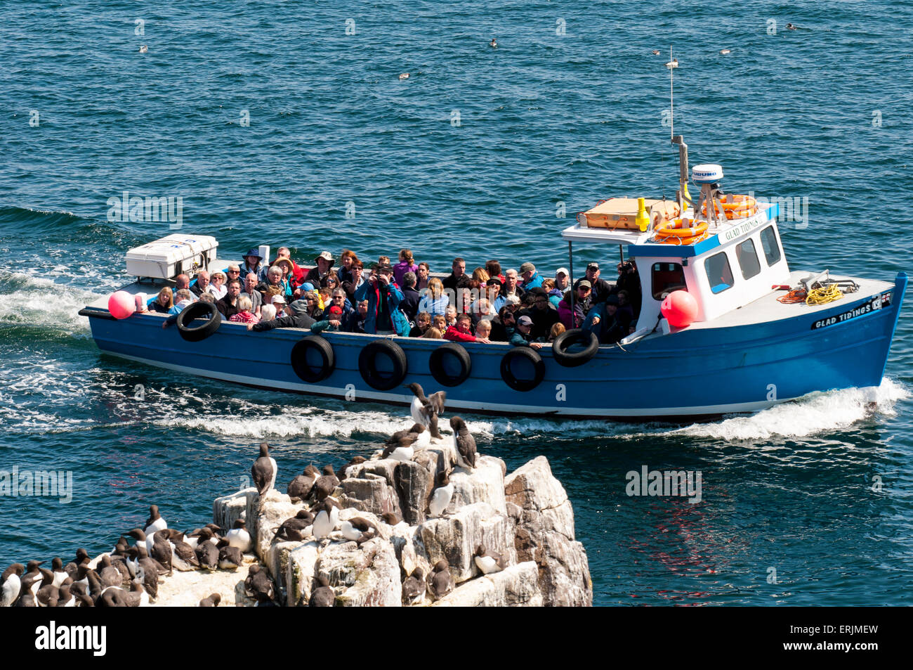 Eine Gruppe von Besuchern an Bord der MV Glad Tidings IV nähert sich Inner Farne und Segeln vorbei an einer Gruppe von Trottellumme (Uria Aalge). F Stockfoto