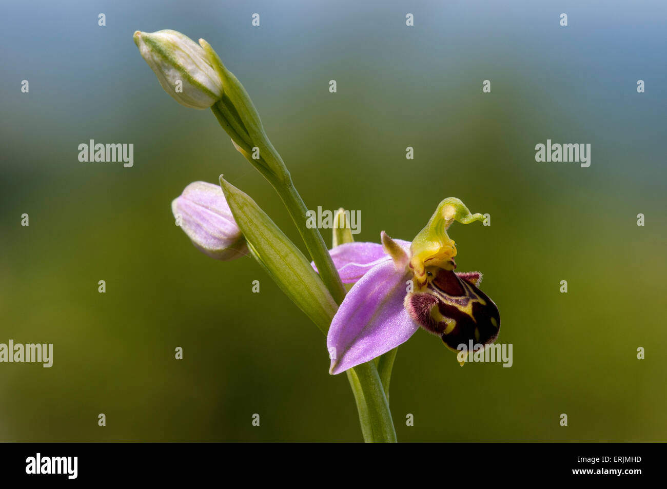 Eine einzelne Spitze der Biene Orchidee (Ophrys Apifera) mit einer Blüte und zwei Knospen wachsen in eine Wildblumenwiese im Ivinghoe Beacon, Bu Stockfoto