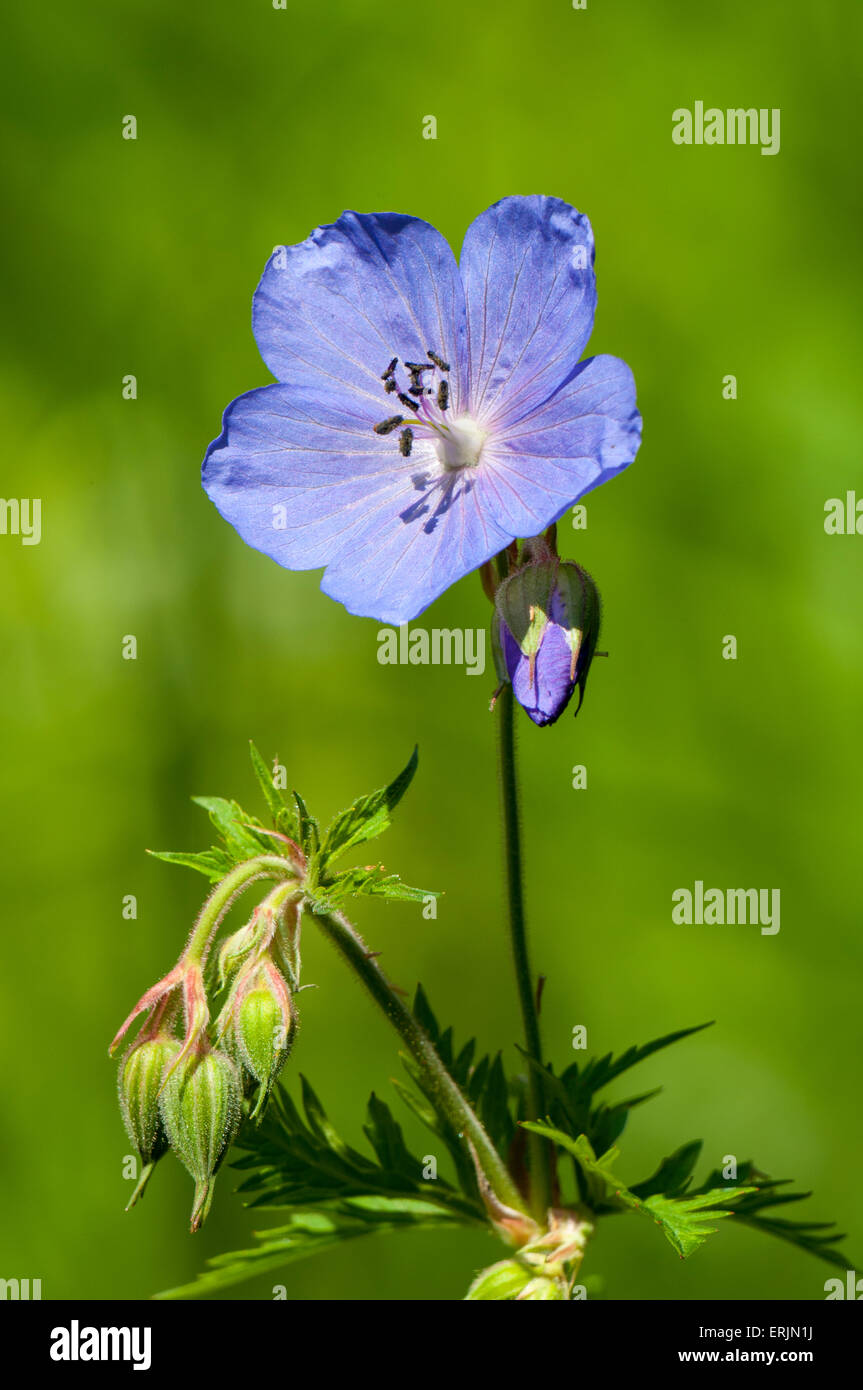 Wiese des Krans-Rechnung (Geranium Pratense) blühen im Nosterfield Naturreservat, North Yorkshire. Juli. Stockfoto