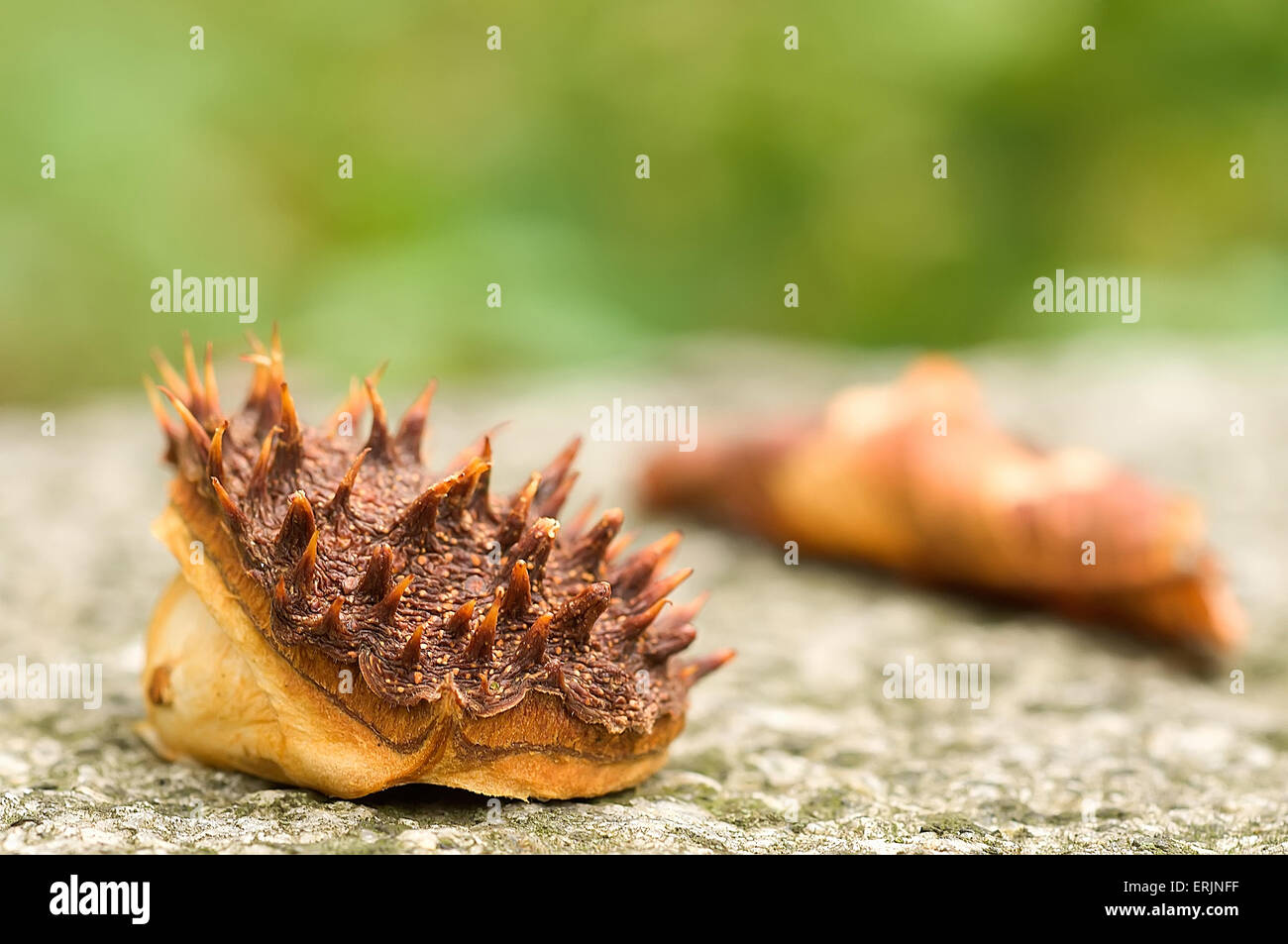 Braune Schale der Kastanien und gelbe Herbst Blatt liegen auf dem Stein. Der grüne Hintergrund jedoch unscharf. Konzentrieren Sie sich auf eine Front der Kastanie. Stockfoto