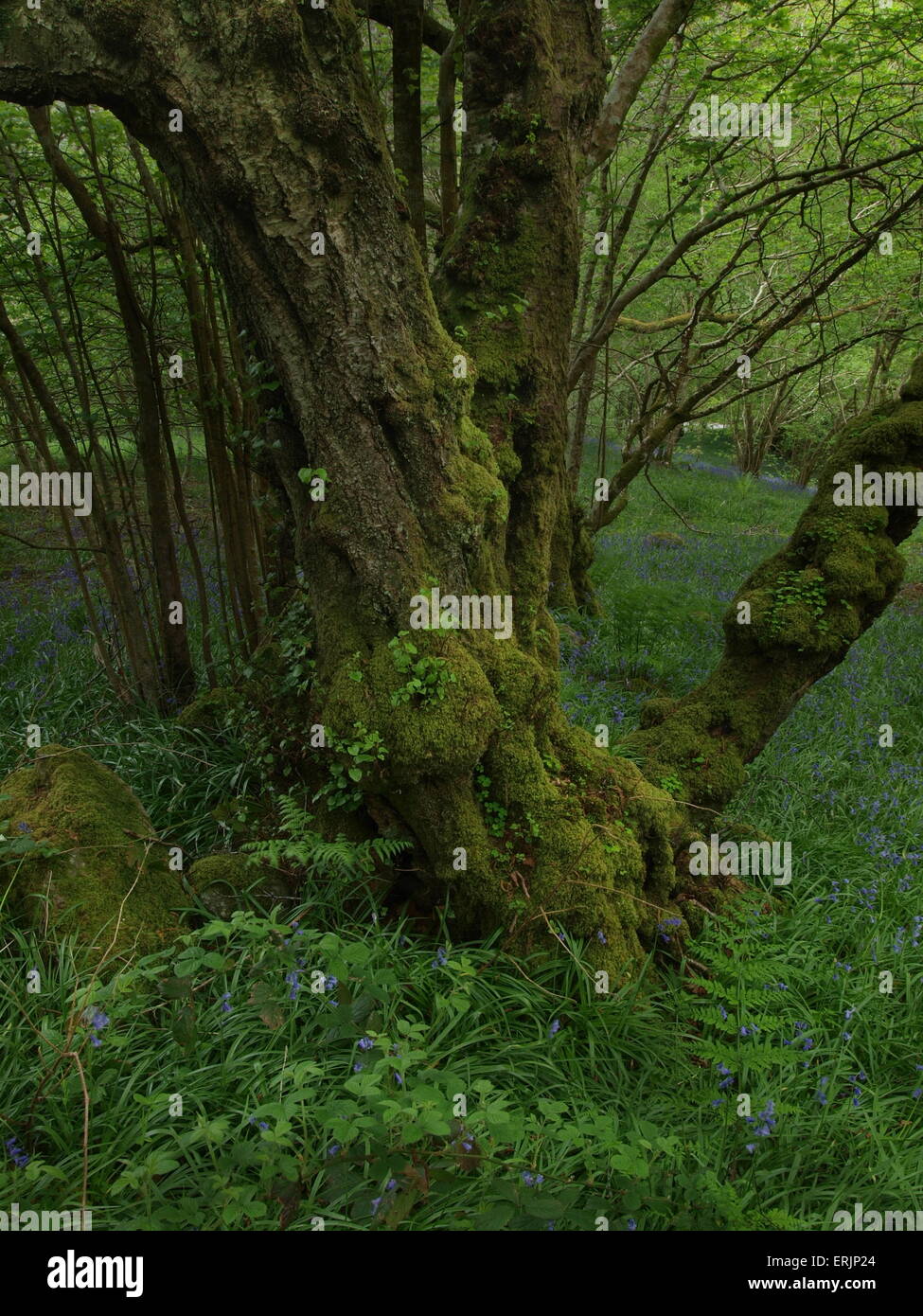 Bluebell Woods im Gwydyr Forest Park Stockfoto