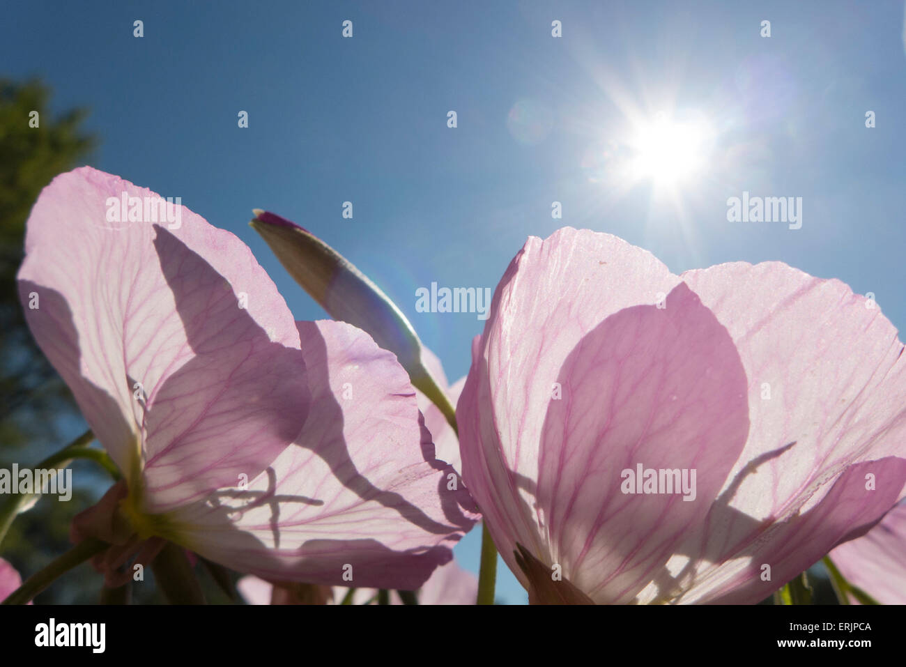 Rosa Blüten Silhouette gegen Sonne. Stockfoto