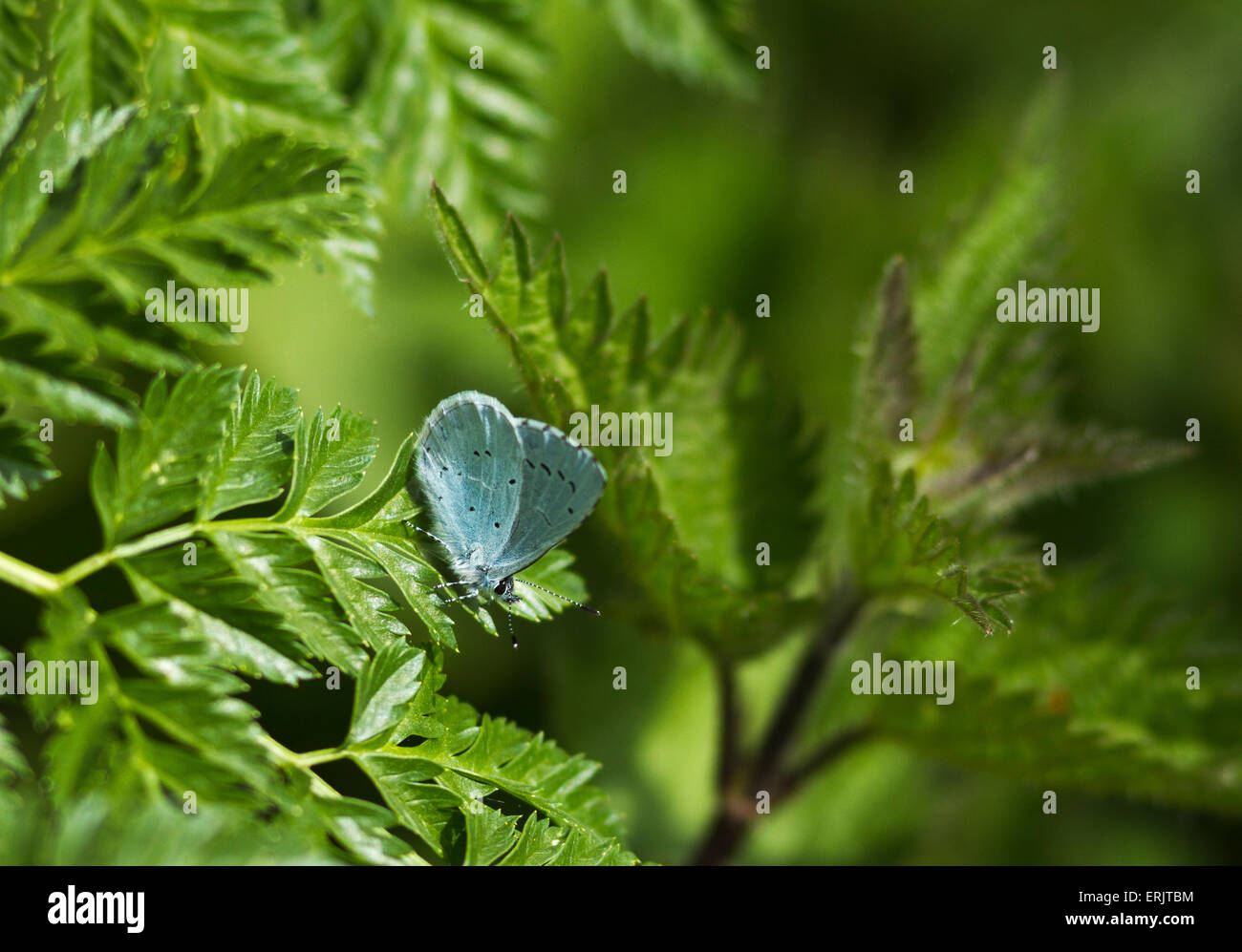 Ein männlicher Holly Blue Schmetterling auf die vegetation Stockfoto