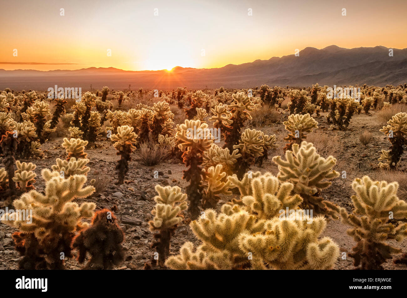 Cholla Cactus Garden bei Sonnenaufgang; Joshua Tree Nationalpark, Kalifornien. Stockfoto