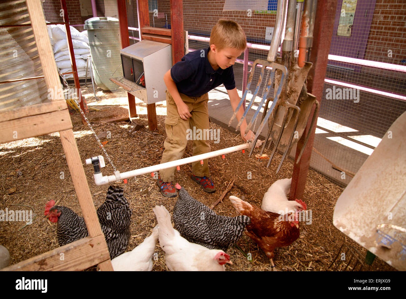 Manzo Grundschüler sammeln Eiern von Hühnern in der Schule Bio-Garten, Tucson, Arizona, USA. Stockfoto