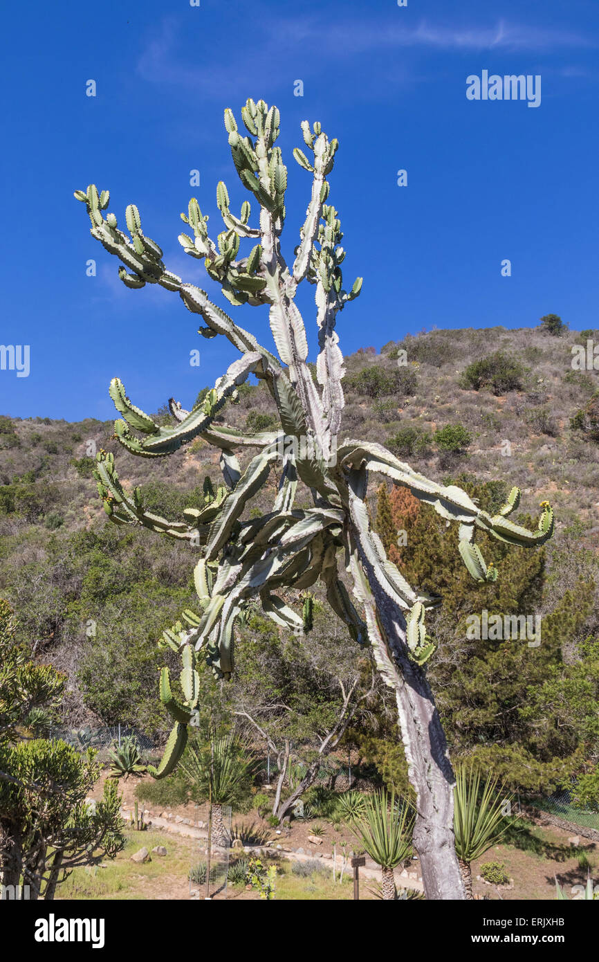 Candelabra Tree oder 'Cactus Euphorbia' in 'Wrigley Memorial Botanical Garden' auf Santa Catalina Island. Stockfoto