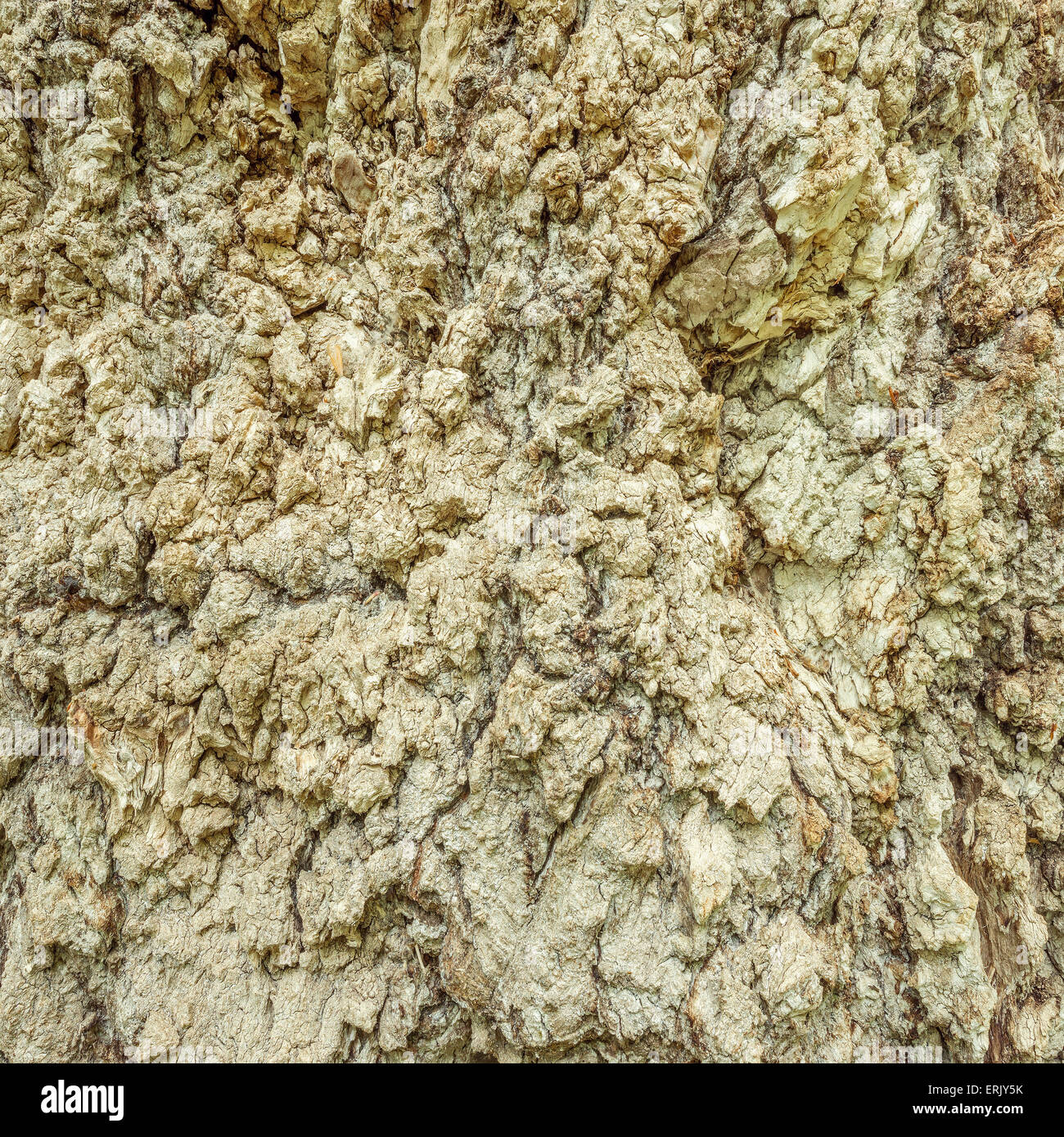 Textur des alten Baumes. Stockfoto