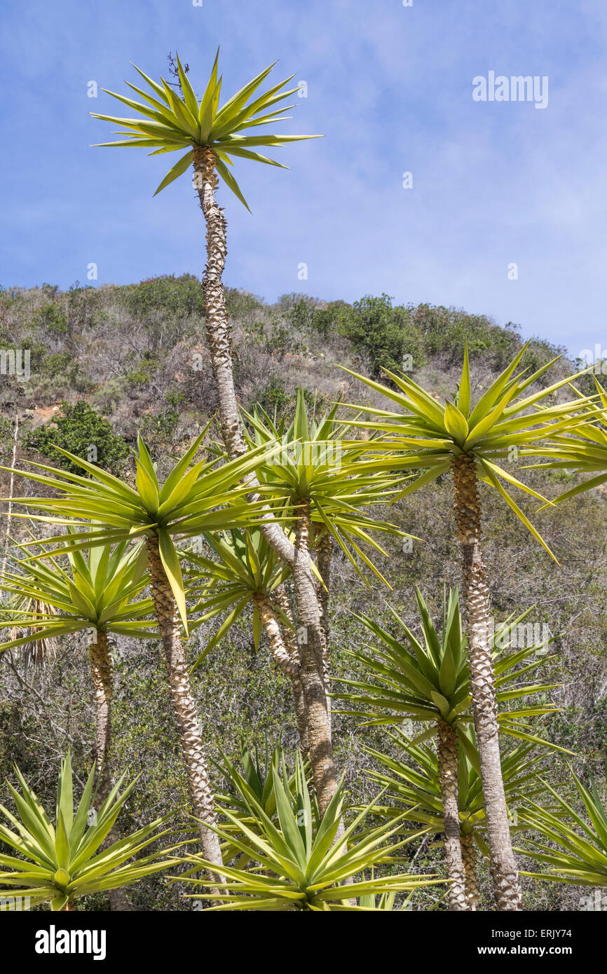 "Riesen Yucca Tree" in "Wrigley Memorial Botanischer Garten" auf Catalina Island Stockfoto