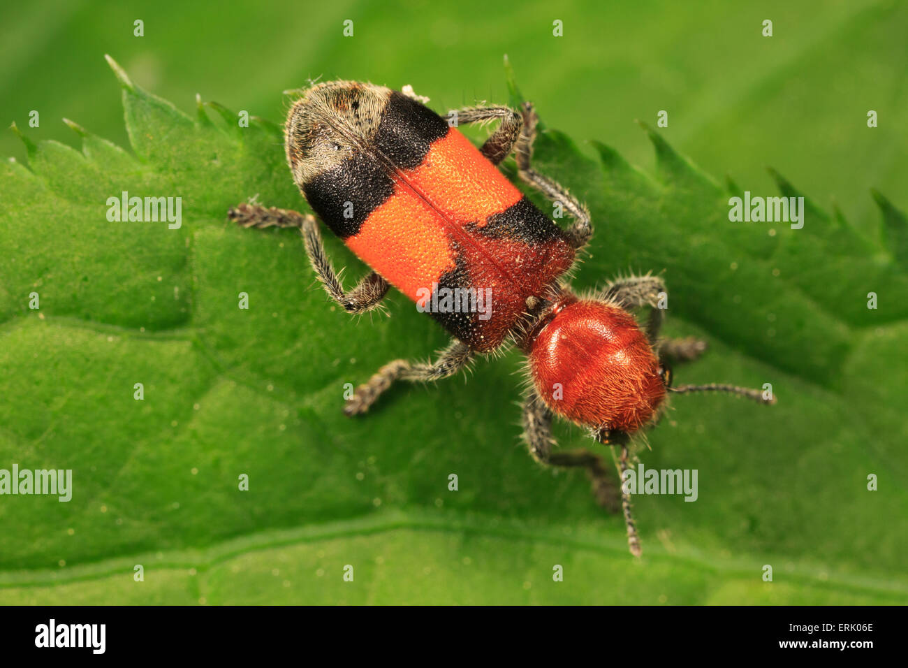 Karierte Käfer (Enoclerus Ichneumoneus) auf Blatt. Stockfoto