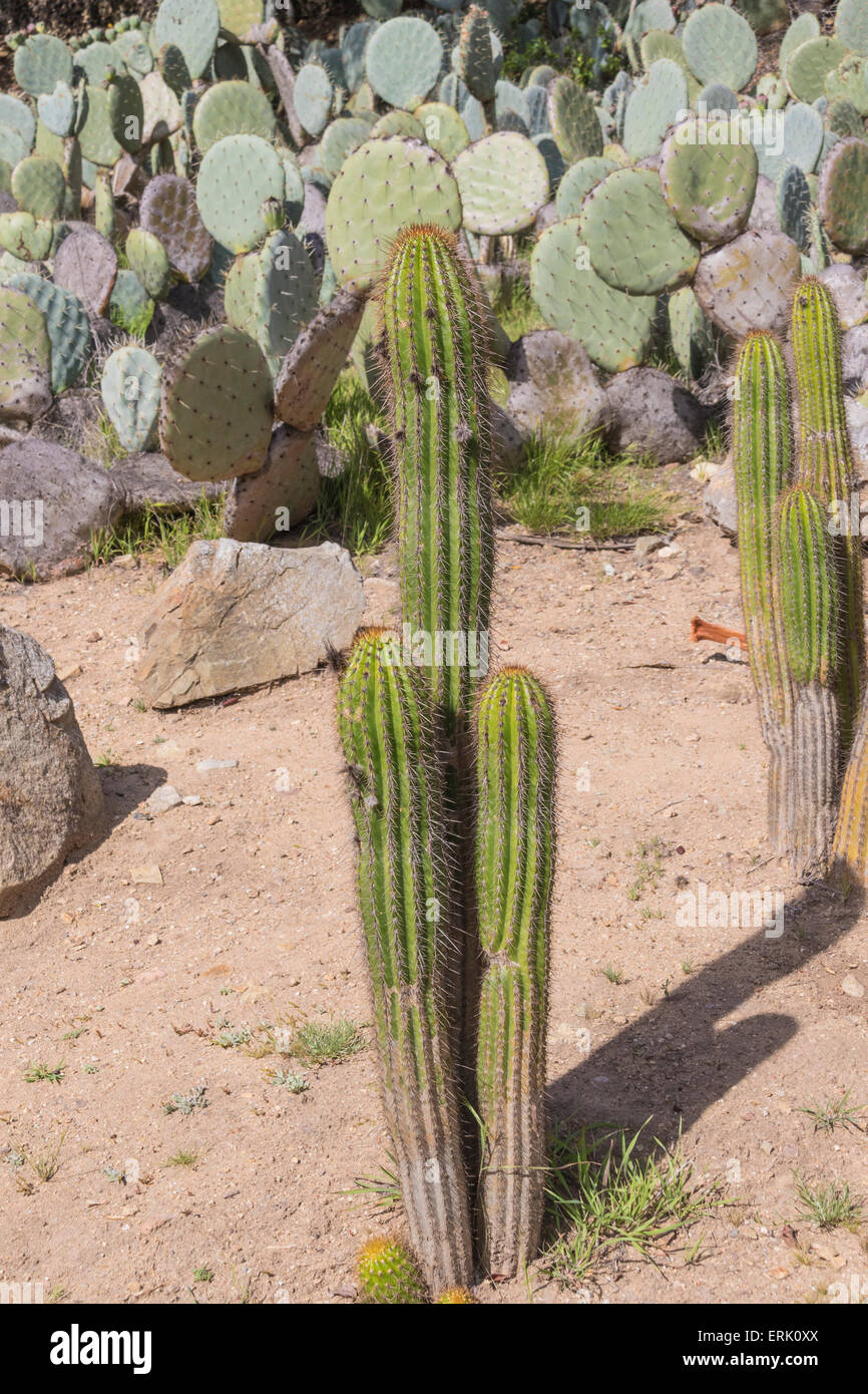 'White Torch Cactus' im 'Wrigley Memorial Botanical Garden' auf Catalina Island. Stockfoto