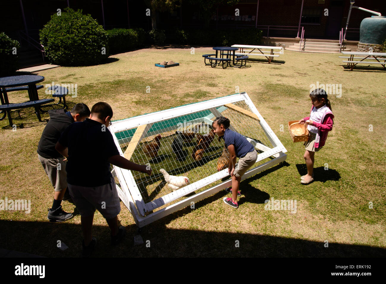 Manzo Grundschule 4. Klasse Schüler sammeln Eiern von Hühnern in der Schule Bio-Garten, Tucson, Arizona, USA. Stockfoto
