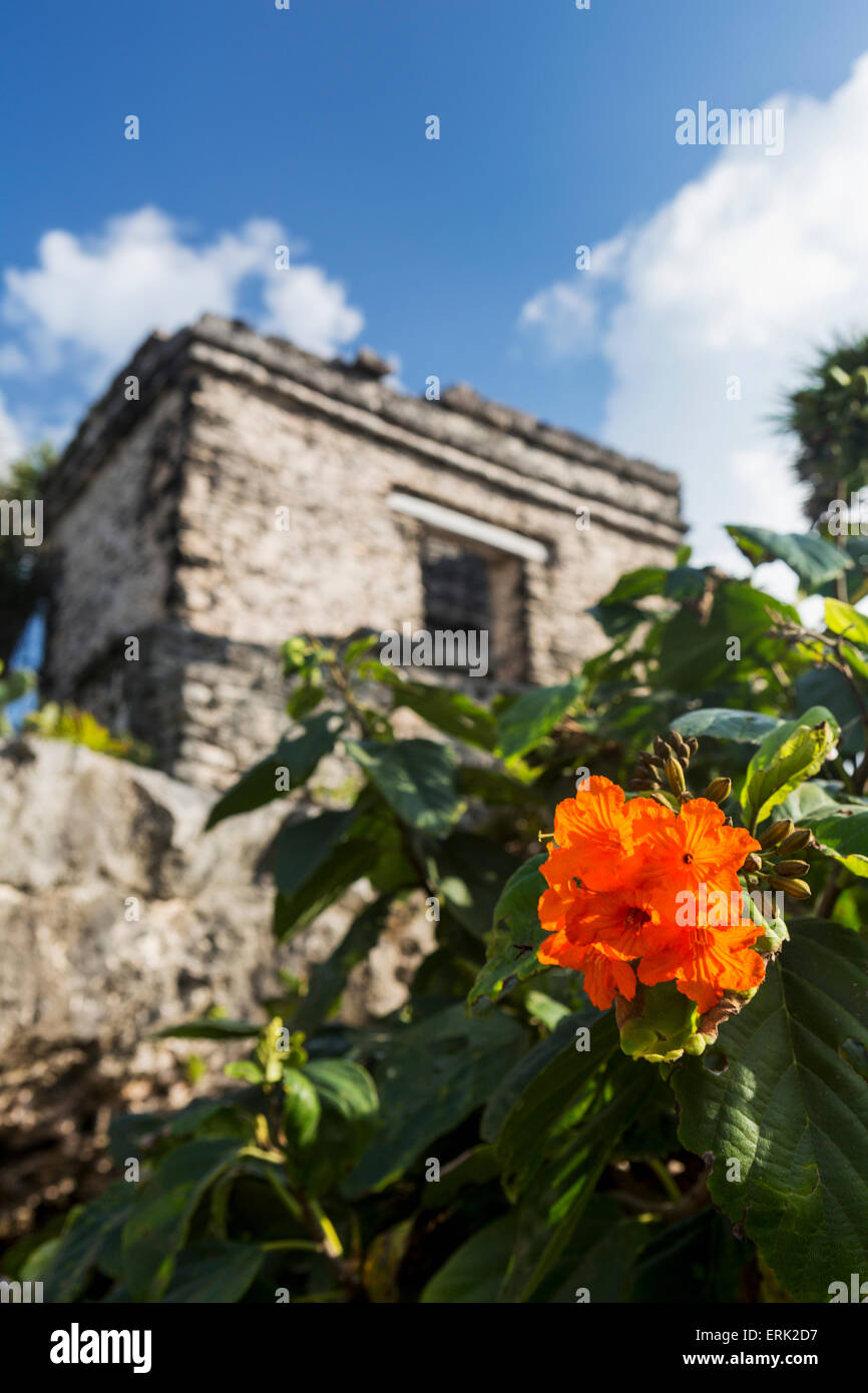 Nahaufnahme von orange Blume mit alten Maya-Tempel im Hintergrund mit blauer Himmel und Wolken; Tulum, Quintana Roo, Mexiko Stockfoto