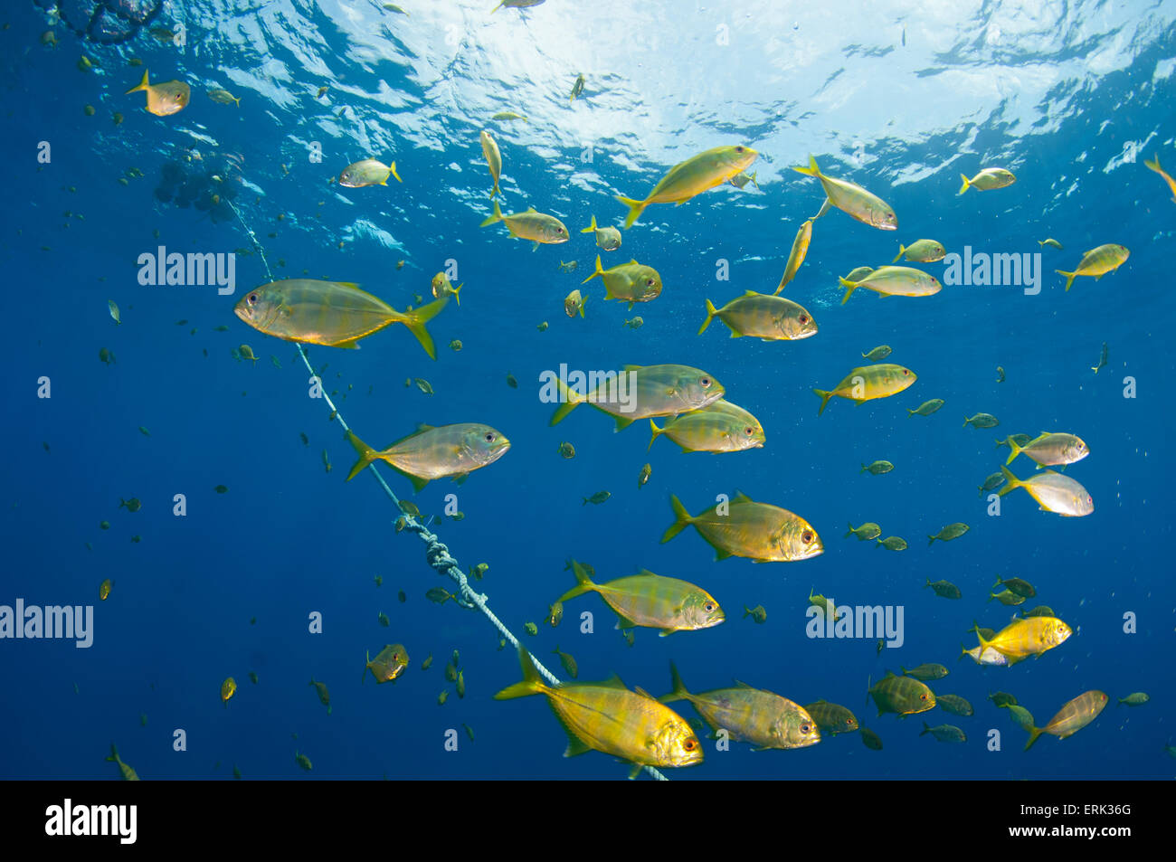 Schule der juvenilen Bigeye Makrelen, Caranx Sexfasciatus unter Fish Aggregation Gerät, Süd Male Atoll, Malediven Stockfoto