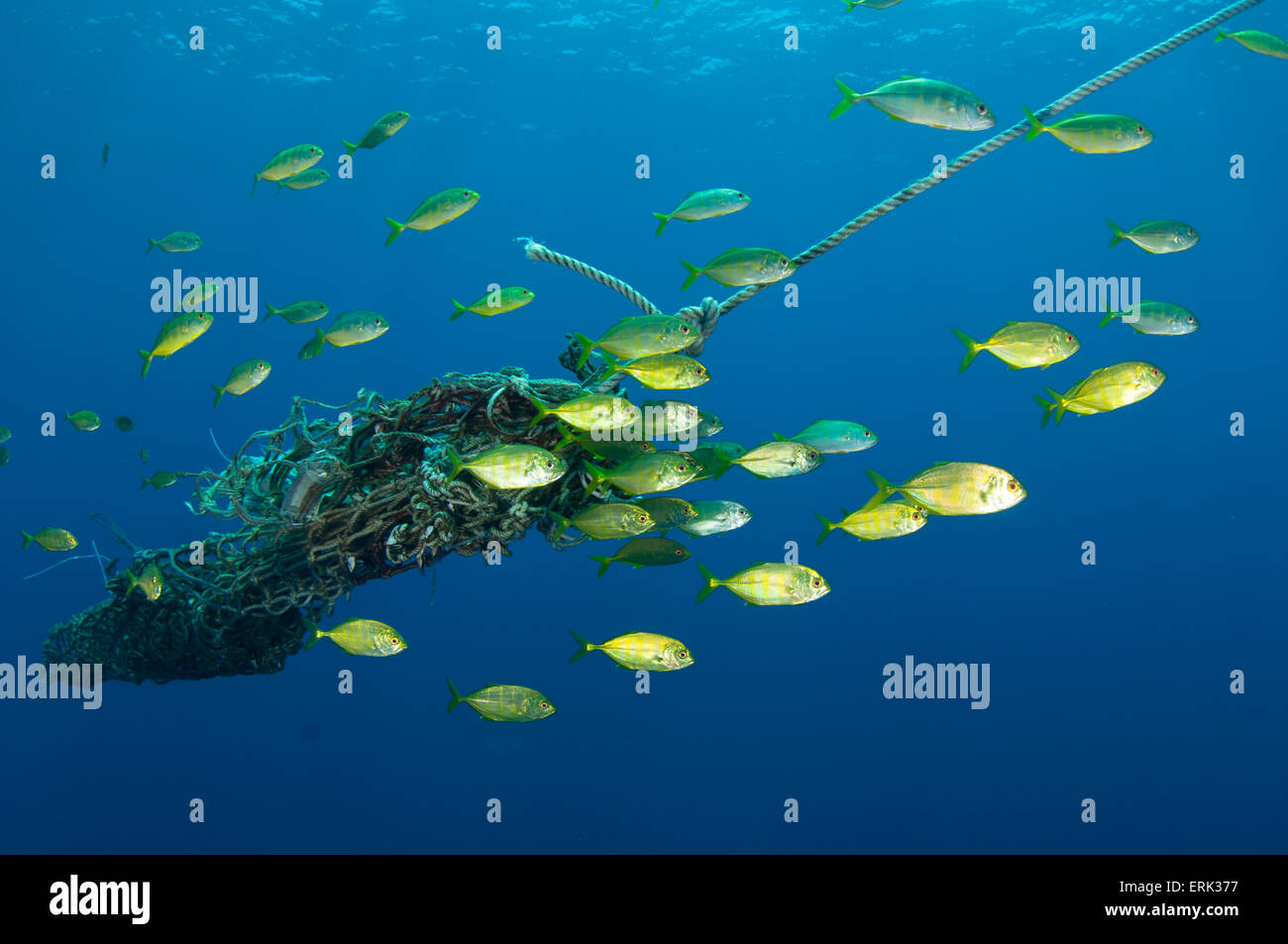 Juvenile Bigeye Trevally, Caranx Sexfasciatus rund um freie gewichtete Anker der Fish Aggregation Gerät, Süd Male Atoll, Ma Stockfoto