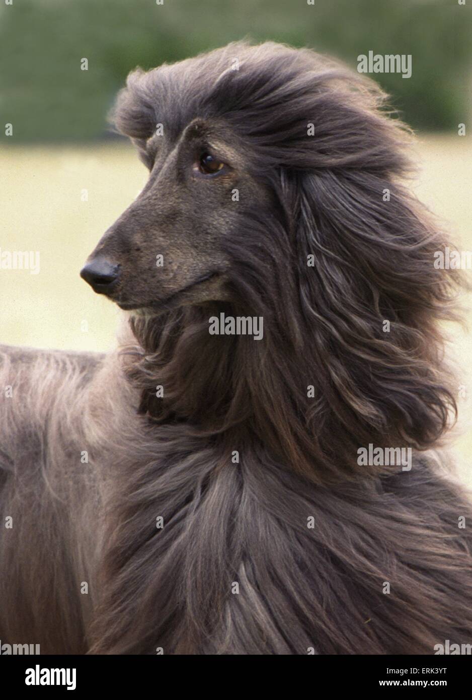 Afghan-Porträt Stockfoto