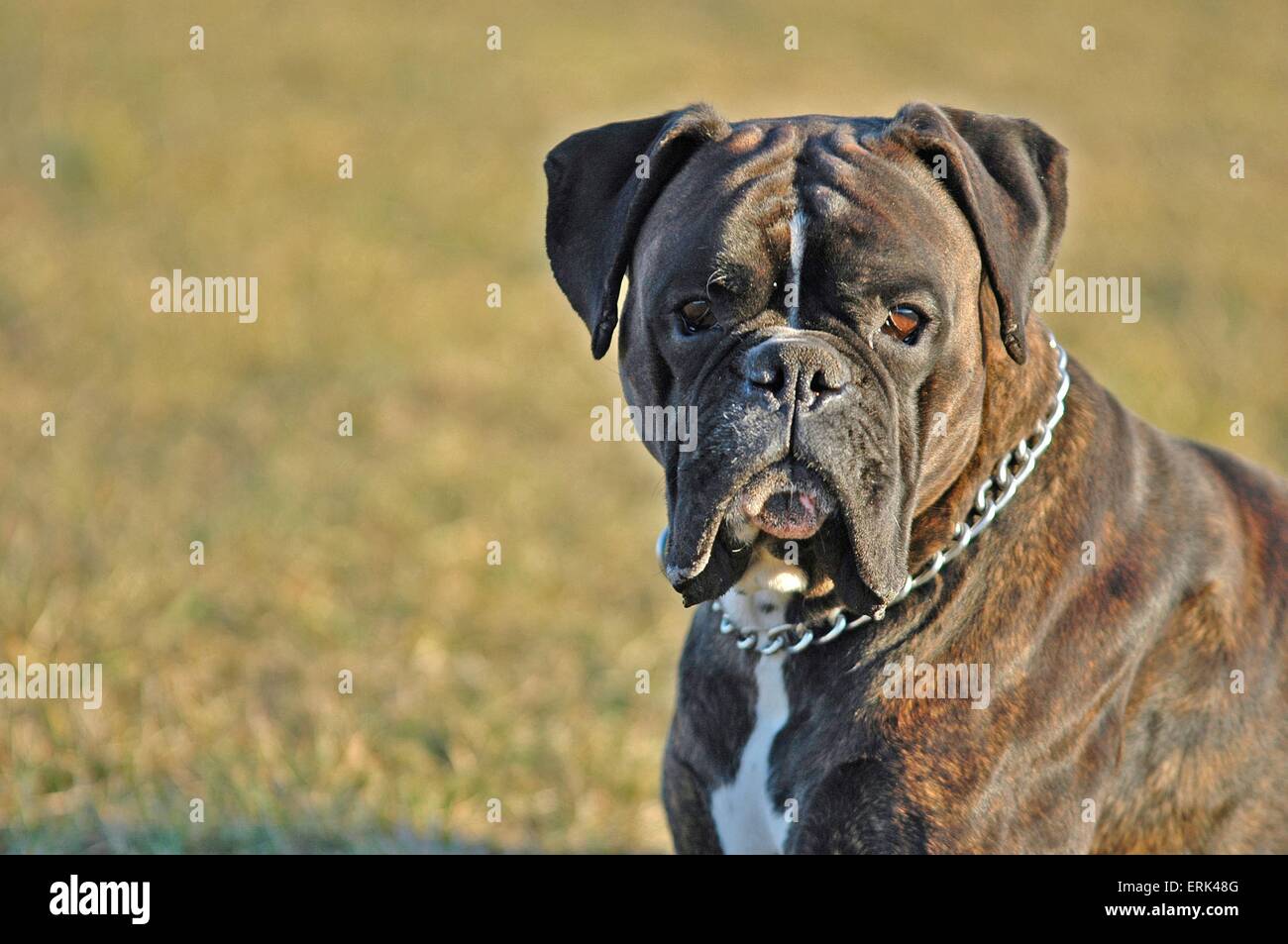 Boxer-Portrait Stockfoto