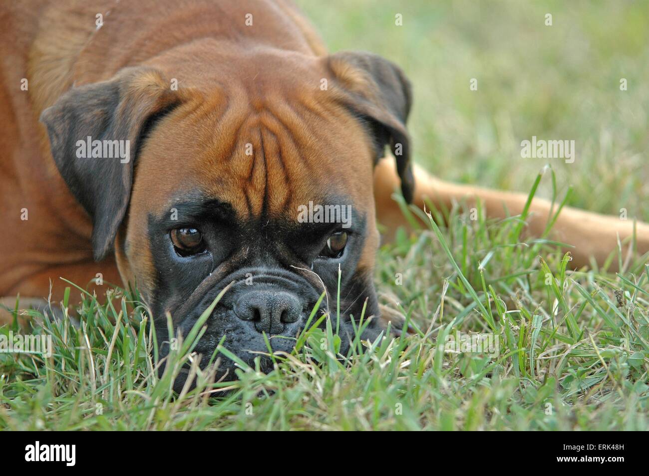 Boxer Stockfoto