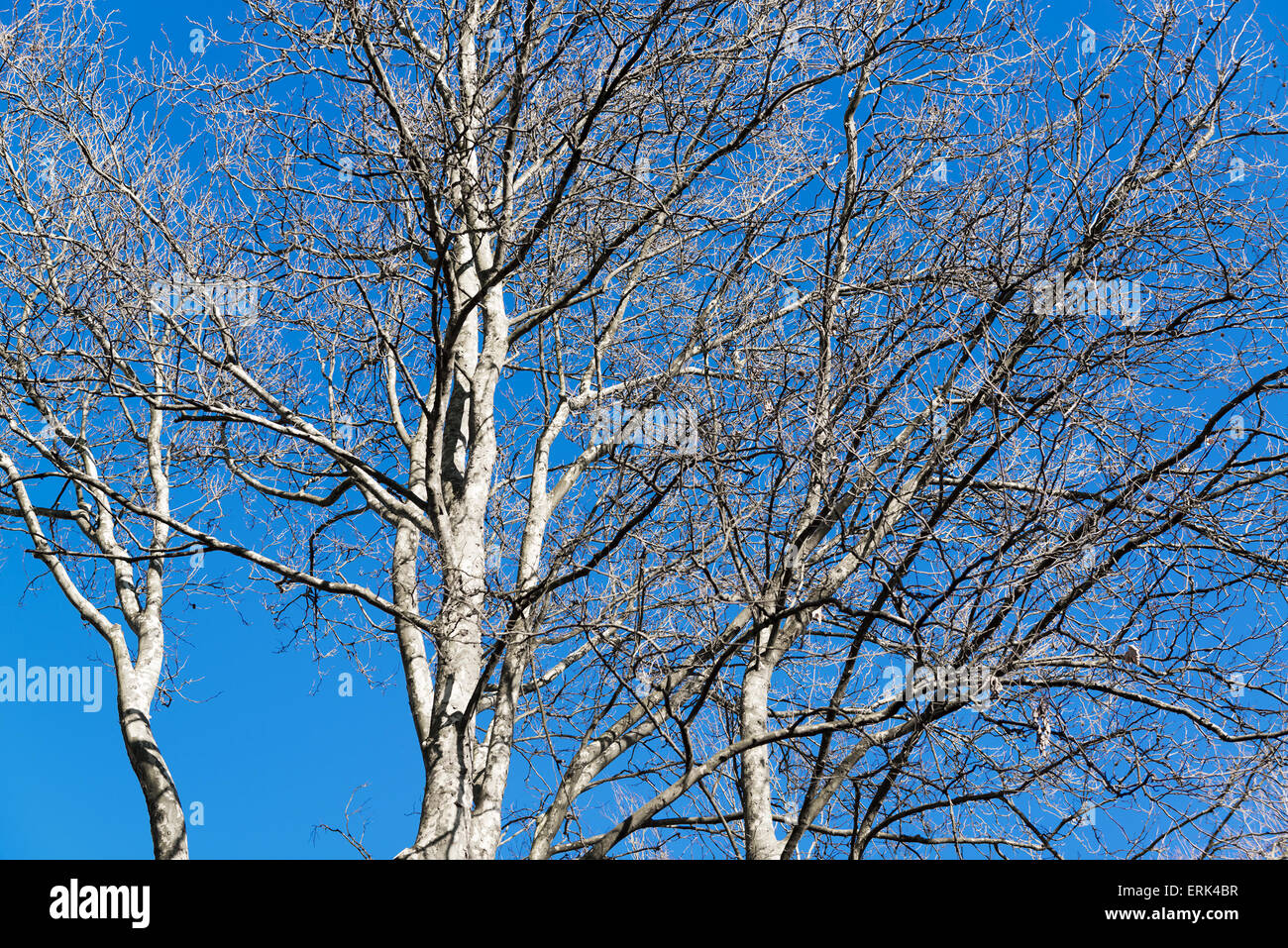 Bäume mit blauem Himmelshintergrund in der Wintersaison Stockfoto